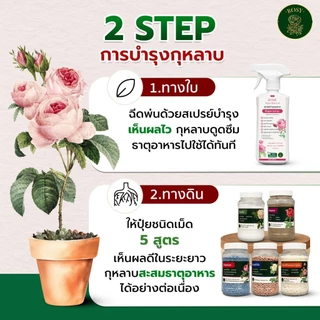 Rosy เซ็ตคู่หู [สเปรย์เพลี้ยแดง + สเปรย์บำรุงกุหลาบ] กำจัดเพลี้ยไฟดื้อยๅ ไม่กลับมาระบาดซ้ำ ฟื้นฟูเร่งด่วน แก้ต้นโทรม