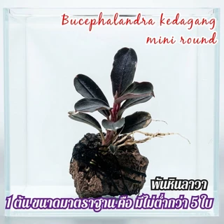 Bucephalandra kedagang mini round ใบบกเลี้ยงชื้นได้ ลงน้ำได้