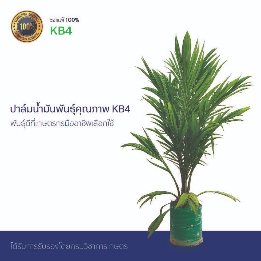 ปาล์มน้ำมัน พันธุ์คุณภาพ KB4