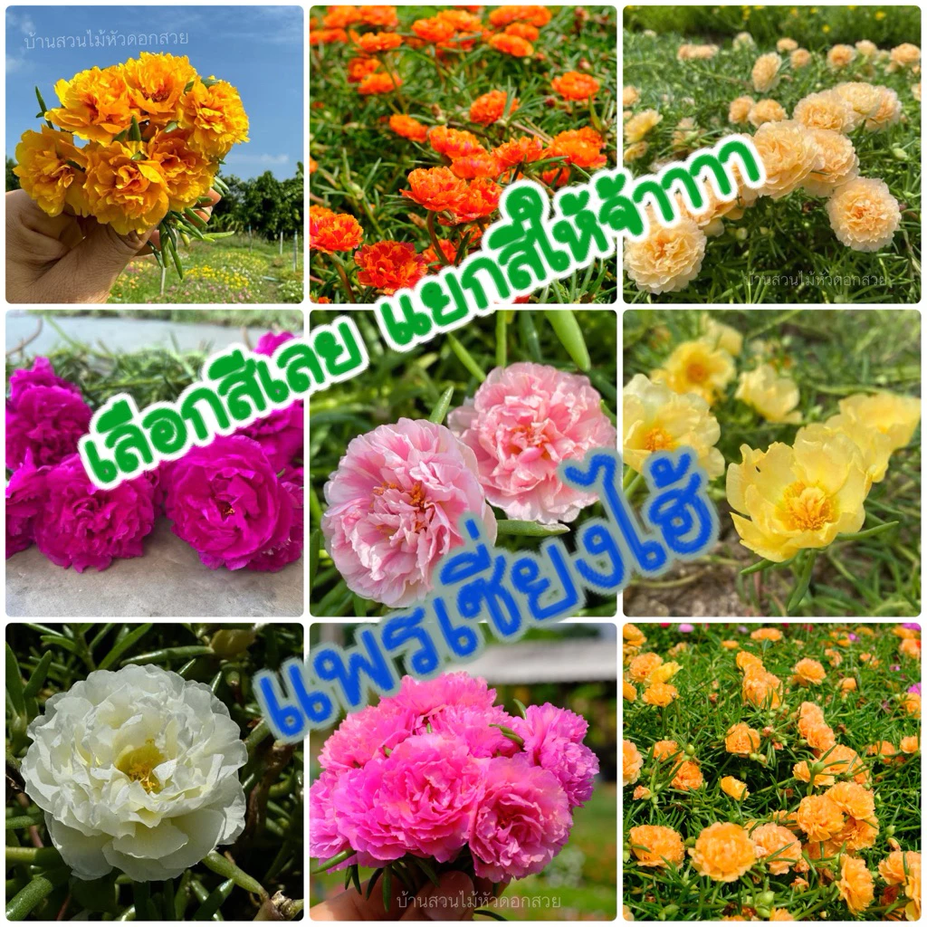 แพรเซี่ยงไฮ้เลือกสีได้45สีแยกสีให้ค่ะ ตัดสีละ10กิ่งราคา20บาท