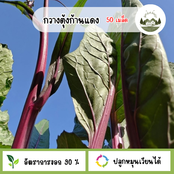 กวางตุ้งก้านแดง 50 เมล็ด