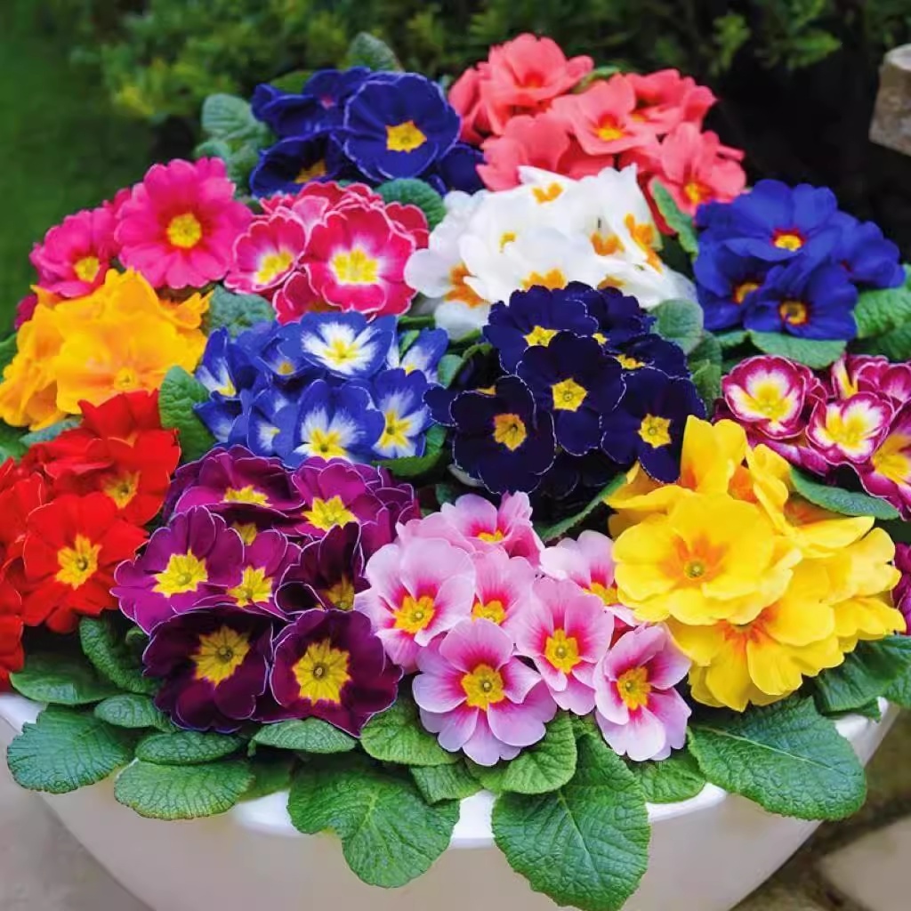 เมล็ดพริมโรสผสมสี 20 เมล็ด ไม้กระถางระเบียงสวนออกดอกเย็นบึกบึนปลูกง่าย เมล็ดดอกไม้สวย