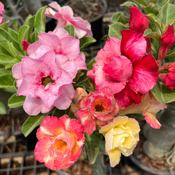 ชวนชม ฮอลแลนด์ เลือกดอกสีสวยๆได้ มีมากกว่า 60 สี Adenium Obesum