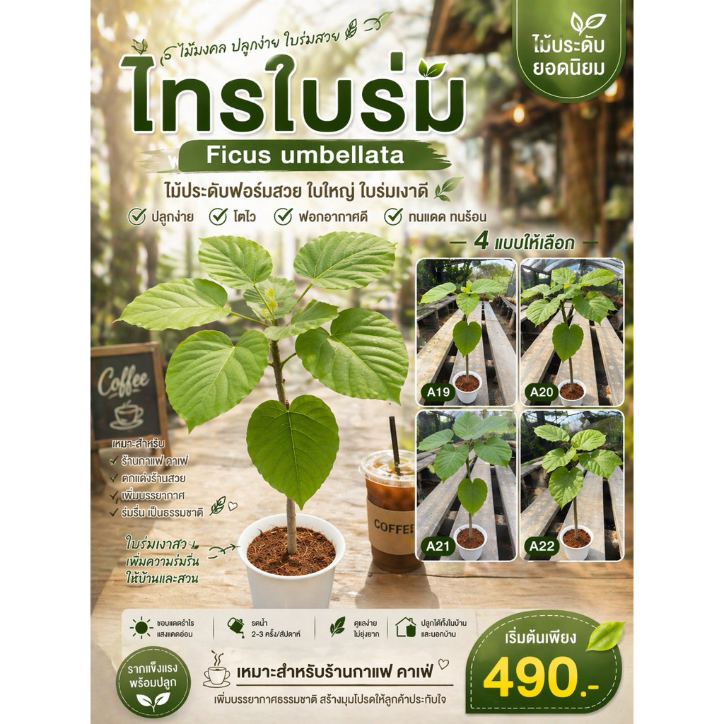☘️☘️ไทรอัมเบลล่า หรือไทรใบหัวใจ Ficus umbellata ฟอร์มสวยพร้อมกระถางขาวและถาดรอง ☘️☘️