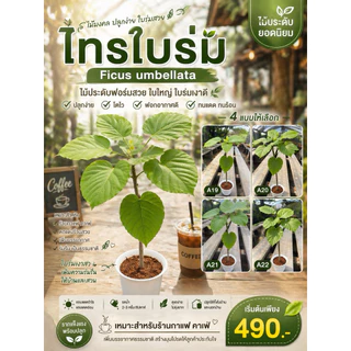 ☘️☘️ไทรอัมเบลล่า หรือไทรใบหัวใจ Ficus umbellata ฟอร์มสวยพร้อมกระถางขาวและถาดรอง ☘️☘️