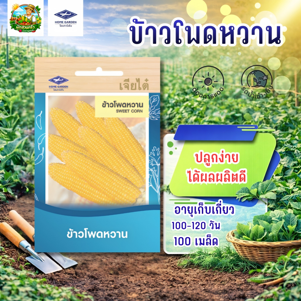 ข้าวโพดหวาน CT/OP-040 ผักซองเจียไต๋  เมล็ดพันธุ์ผัก เมล็ดผัก เมล็ดพืช ผักสวนครัว ซองประมาณ 100 เมล็ด