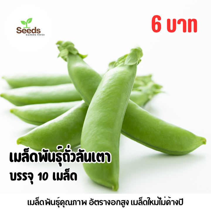 เมล็ดพันธุ์ถั่วลันเตา บรรจุ 10 เมล็ด