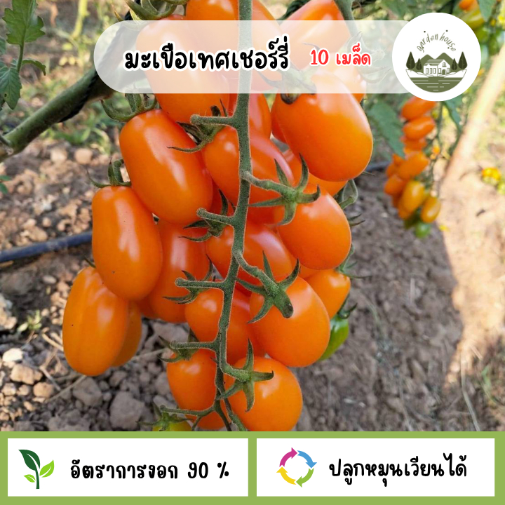 มะเขือเทศเชอร์รี่ 10 เมล็ด