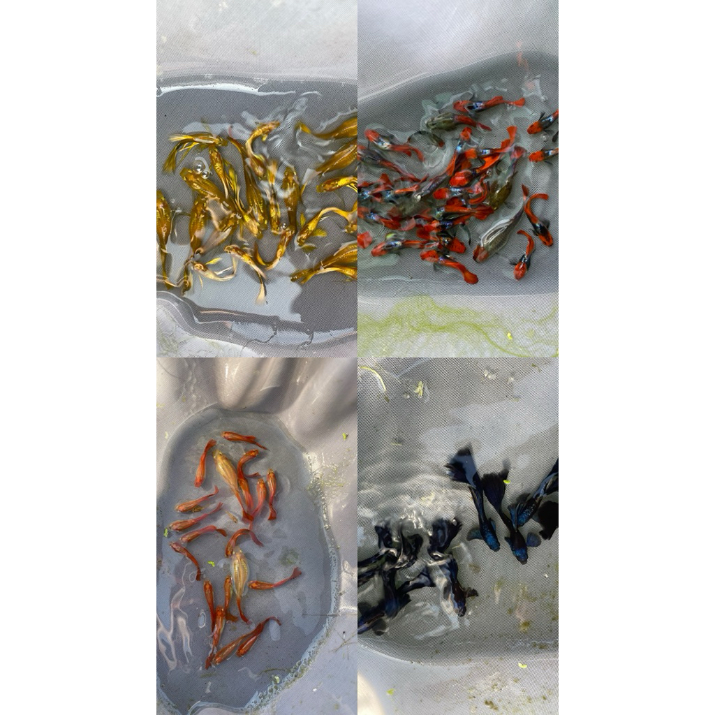 สำหรับ อาบิโน่ ฟูลโก ออเร้น มอสโกบลู