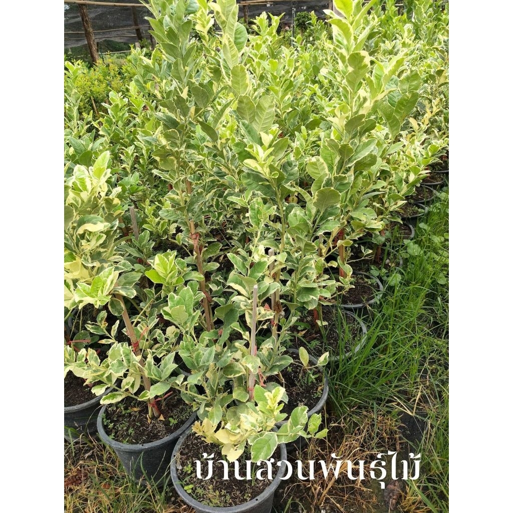 ต้นเลม่อน พันธุ์ยูเรก้า ใบด่าง ต้นกิ่งตอน สูง 120-140 ซม. กระถาง 10 นิ้ว