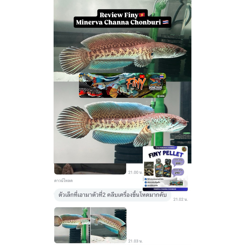 อาหารปลา Finy Pellet เร่งครีบสำหรับปลาสายน้ำเย็น นำเข้าจากเวียดนาม รูปที่ 2