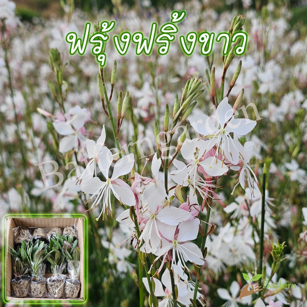 ต้นกล้าดอกฟรุ้งฟริ้งขาว(Gaura lindheimeri White) ดอกไม้กินได้ สวยงามเลี้ยงง่าย