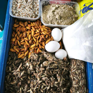 อาหารนกบินหลา สำหรับฟาร์มนก โปรตีนสูงไขมันต่ำ วิตามินครบถ้วน ไม่แต่งกลิ่น ไม่แต่งสี ไม่มีวัตถุกันเสีย
