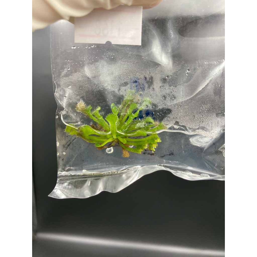 Drosera Spatulata ถุง 1 ต้น Tissue culture เนื้อเยื่อ พืชกินแมลง พืชแปลก เลี้ยงง่าย