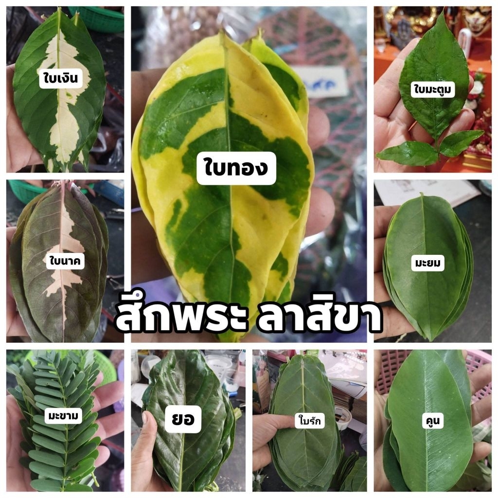 ใบไม้มงคล กว่า 50 ชนิด เพื่อใช้ในพิธีมงคลต่างๆ(ชนิดละ 9 รูปที่ 4