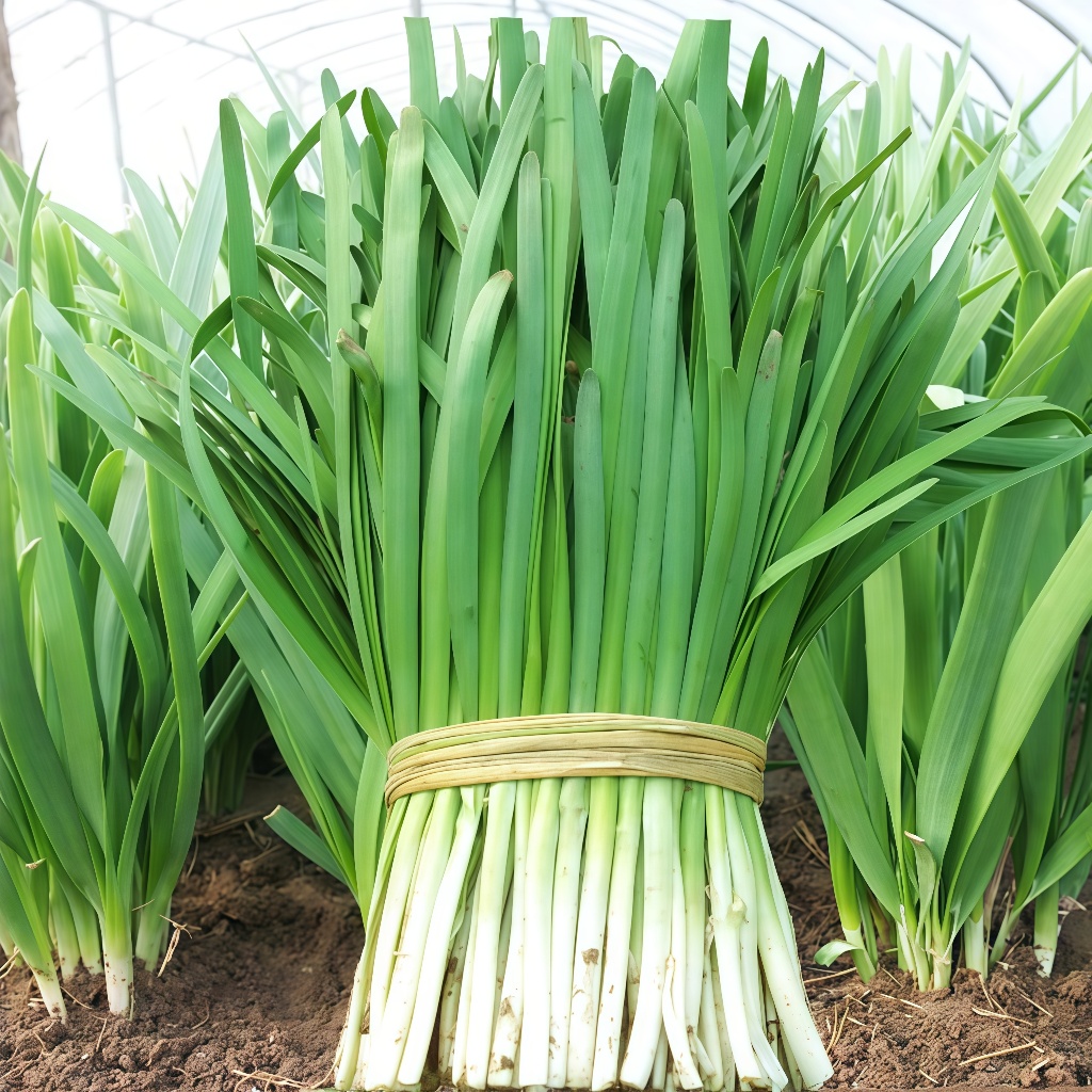 เมล็ดพันธุ์ กุยช่าย ผักแป้น Garlic Chives 200 เมล็ด