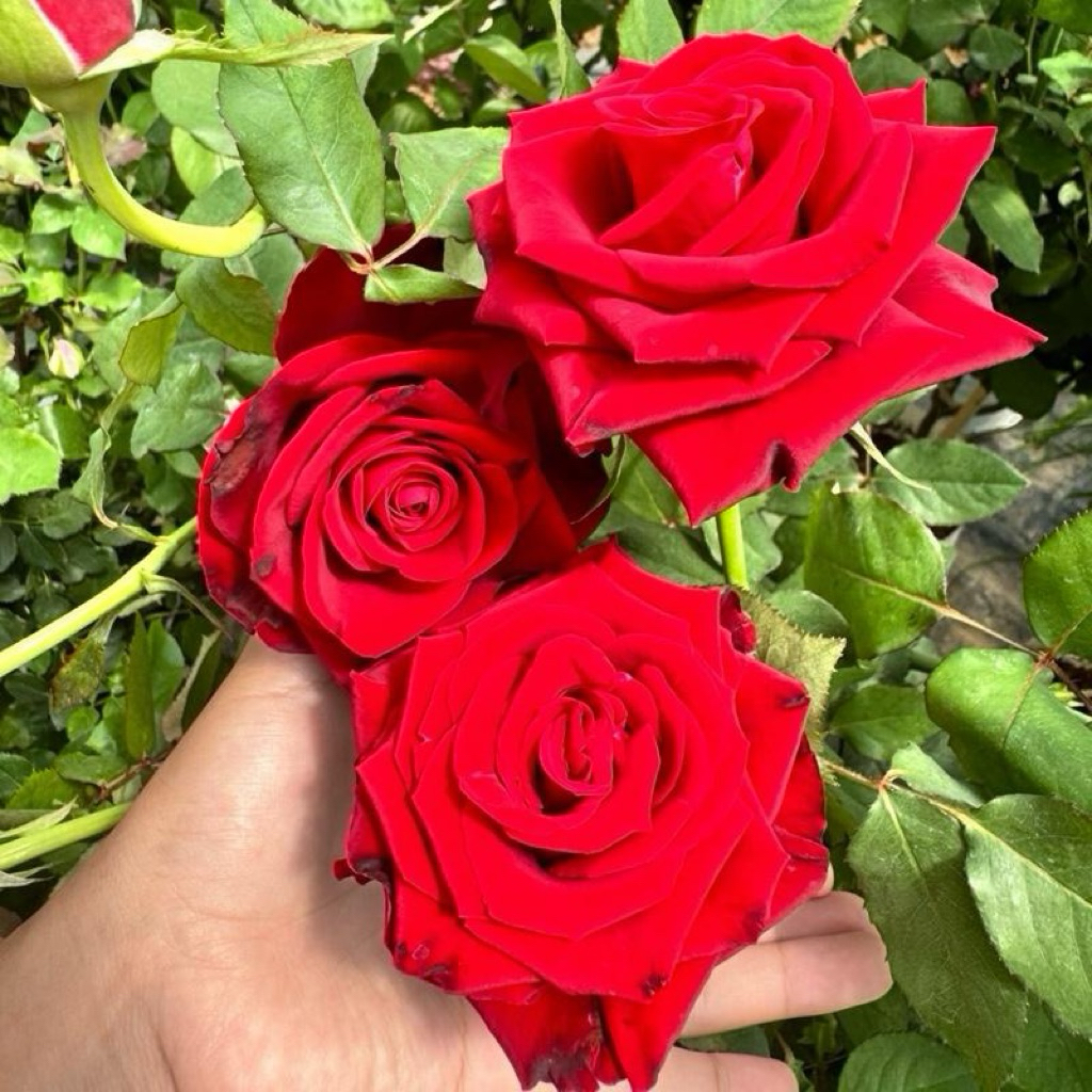 กุหลาบตัดดอกสายพันธุ์ เรดบาคาร่า (Red Baccara) สีแดง ไร้หนาม บานทน ก้านยาว เหมาะกับปักแจกัน