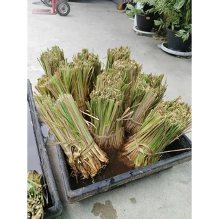 หญ้าแฝก ต้นแฝกฟื้นฟูดิน ป้องกันดินพังทลาย 100ต้น