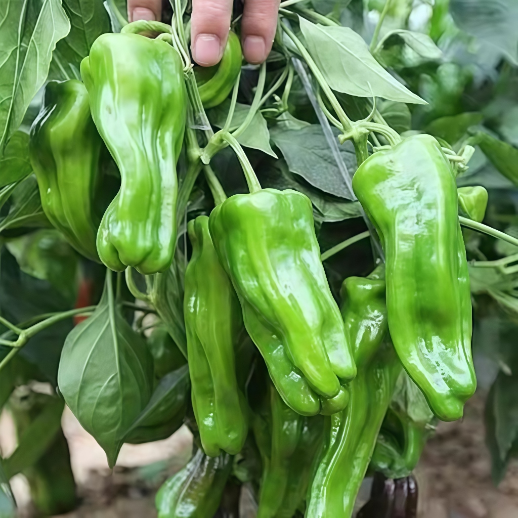 มล็ดพันธุ์พริกพริกหยวกญี่ปุ่น 100เมล็ดงอกง่าย โตไว ผลดกมากทานอร่อย
