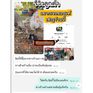 ไข่เชื้อไก่ซิลกี้อเมริกา ชุดรวมขน(ขนกลับ ขนซาติน ขนไหม) ราคาต่อ 1 ฟอง (ซื้อ 5 ฟอง แถม 1 ฟอง)