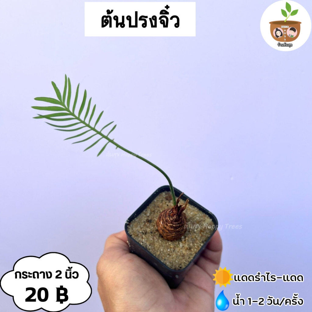 ต้นปรงจิ๋ว จัดส่ง 2 ต้นขึ้นไปคละแบบต้นไหนก็ได้