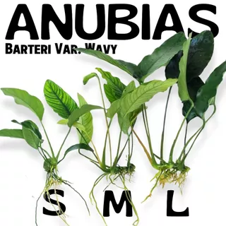 อนูเบียสบาเทอรี่ ใบหยัก เลือกขนาดได้ - Anubias Barteri Var. Wavy ต้นไม้น้ำ