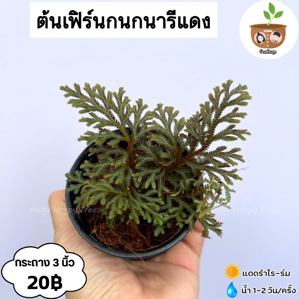 ต้นเฟิร์นกนกนารีแดง จัดส่ง 2 ต้นขึ้นไปคละแบบไหนก็ได้