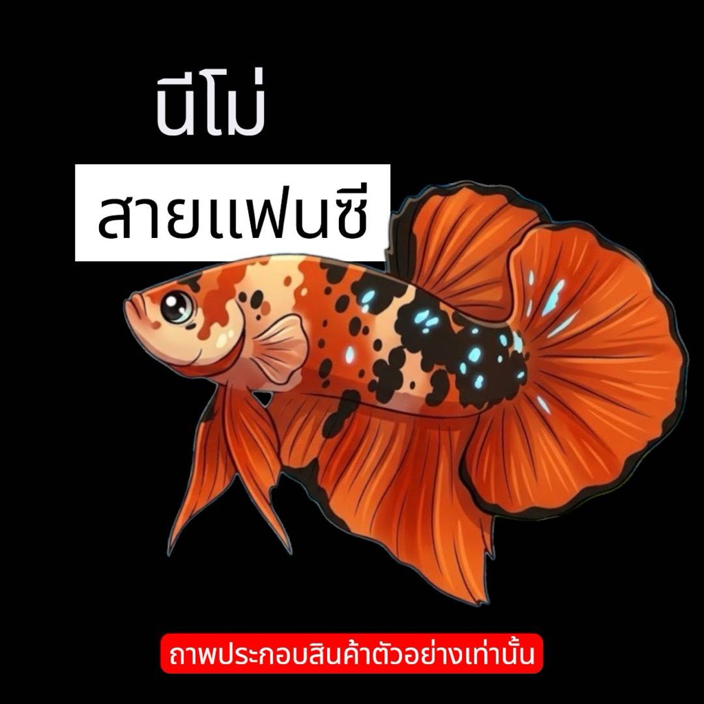 นีโม่ ตกแต่งตู้ปลาได้สวยงาม