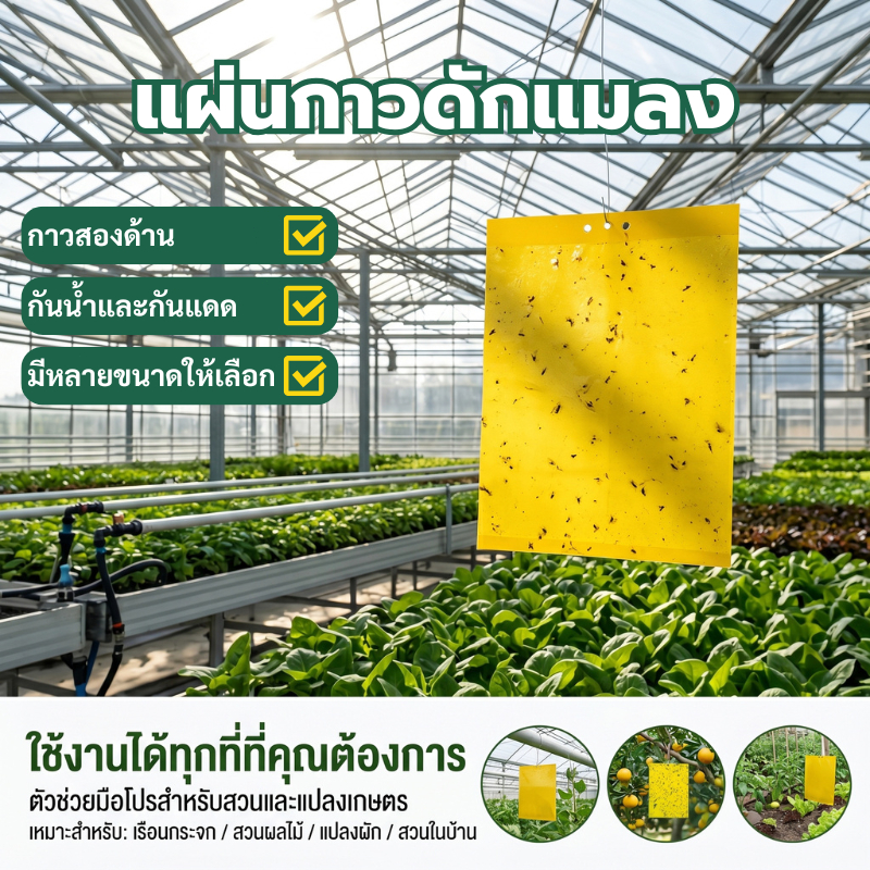 ส่งจากกรุงเทพ 24ชม แผ่นกาวดักแมลงสีเหลือง 2ด้าน มีกาวในตัว กำจัดแมลงวัน ปกป้องพืช Insect Trap