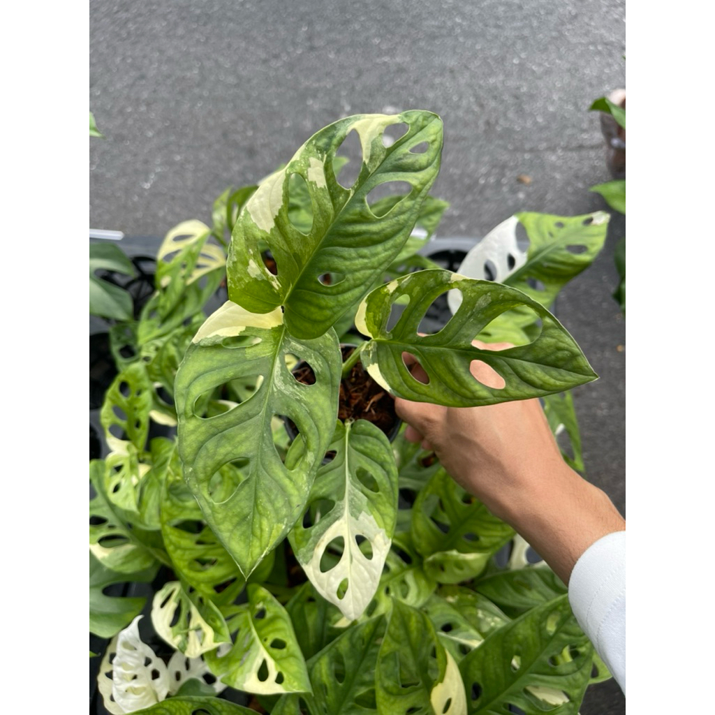 พลูฉลุด่างขาว monstera adansonii albo variegated