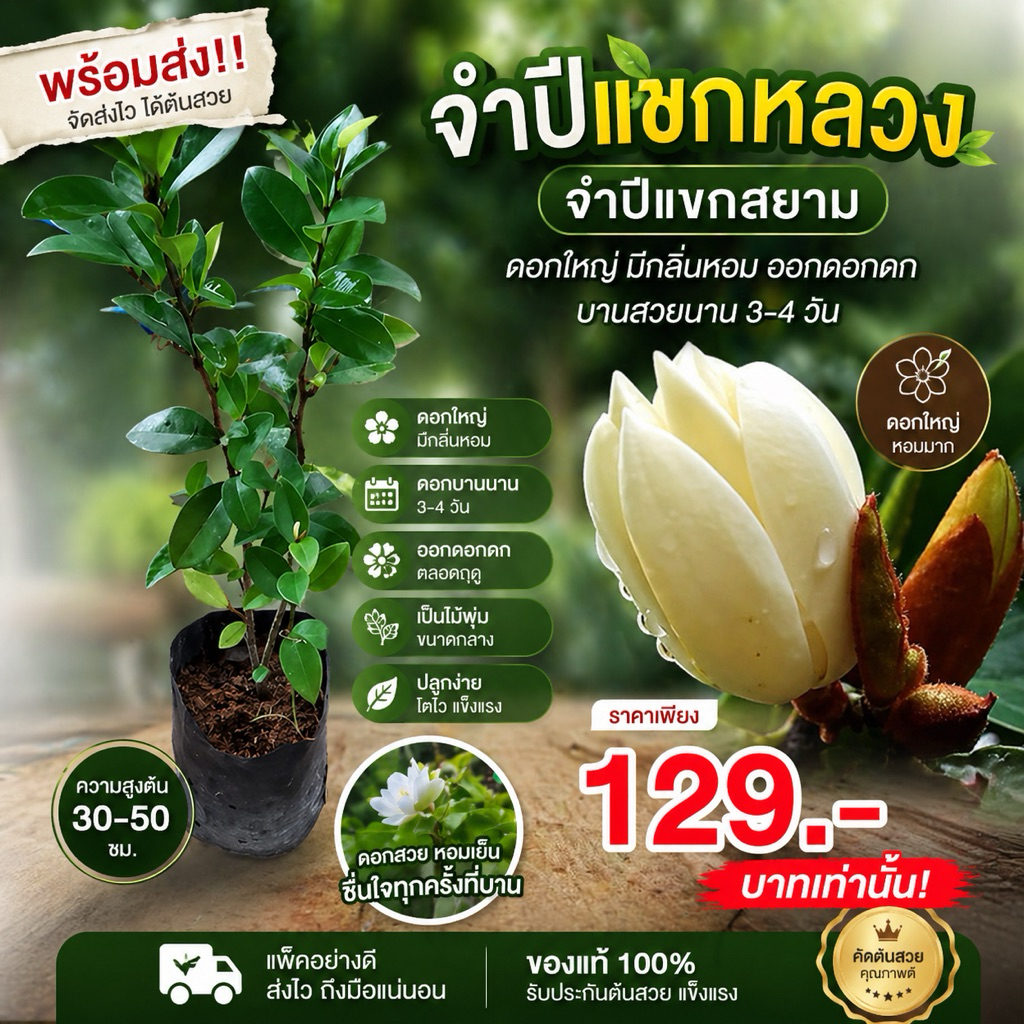 (พร้อมส่ง ‼️) ต้นจำปีแขกหลวง 🌼 จำปีแขกสยาม ดอกใหญ่สะใจ หอมละมุน บานทนนาน 3-4 วัน ไม้พุ่มปลูกง่าย