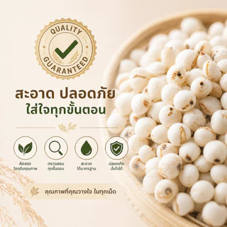 ลูกเดือยขาว ชนิดเมล็ด 500g/1kg Job's Tears Whole Grain | คัดพิเศษ เต็มเมล็ด 100% | ไฟเบอร์สูง โปรตีนสูง ไขมันต่ำ