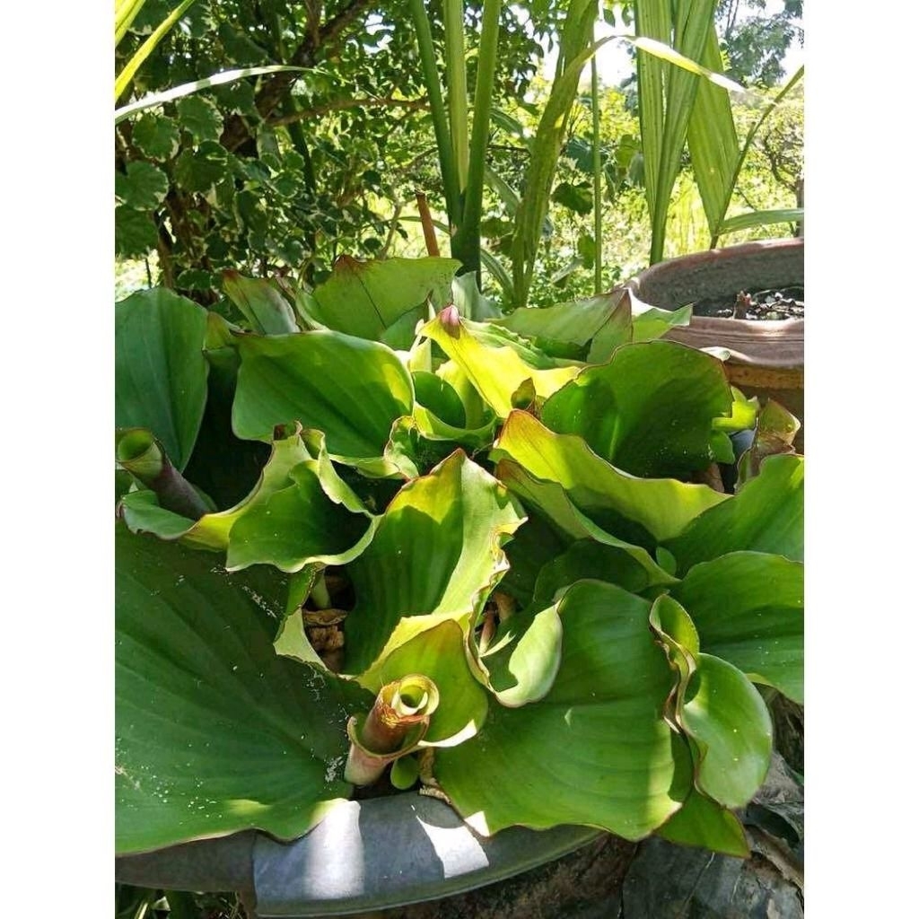 ว่านหอม ว่านเสน่ห์จันทร์หอม หัวละ 30บาท ปลูกง่าย ว่านหายากมีกลิ่นหอม