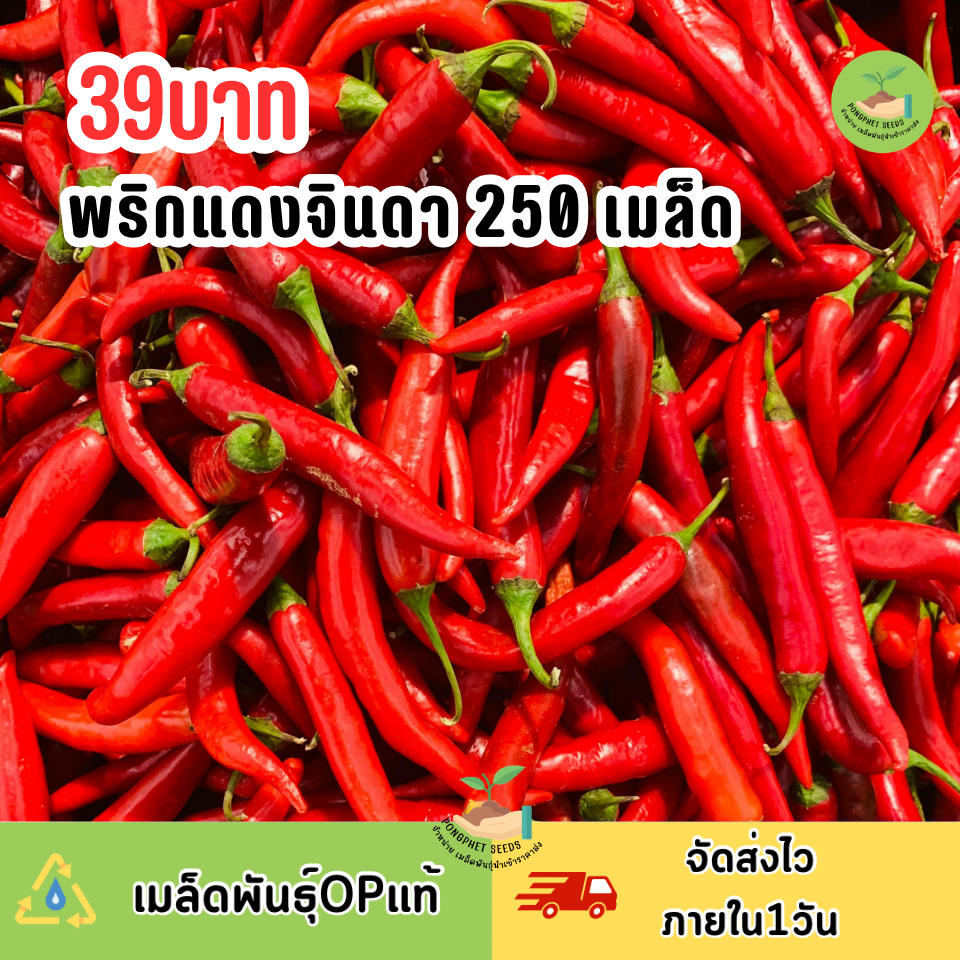 เมล็ดพันธุ์พริกแดงจินดา 250 เมล็ด