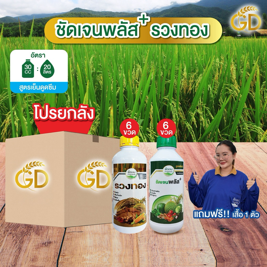 ชัดเจนพลัส+รวงทอง (คละยกลัง 12ขวด แถมเสื้อ 1ตัว) แตกกอ ปรับสภาพดิน เขียวทน เร่งออก เร่งเต่ง แต่งสี เพิ่มน้ำหนัก