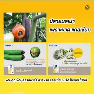 เอ-คอมโบ (A-Combo) สารบำรุงพืชสูตรเข้มข้น ช่วยขยายผล เพิ่มน้ำหนัก ขั้วเหนียว ลดการหลุดร่วง สำหรับพืชทุกชนิด ขนาด 1 ลิตร