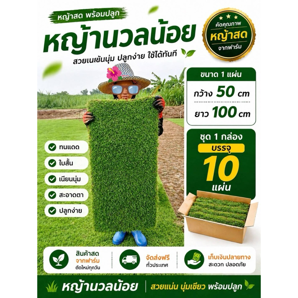 หญ้านวลน้อย ชุด10แผ่น ส่งฟรี มีเก็บเงินปลายทาง หญ้าสดส่งด่วน🌱