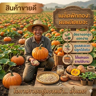 เมล็ดฟักทองไข่ลืมผัวแท้ 100% ผลผลิตสูง ปลูกขายกำไรดี