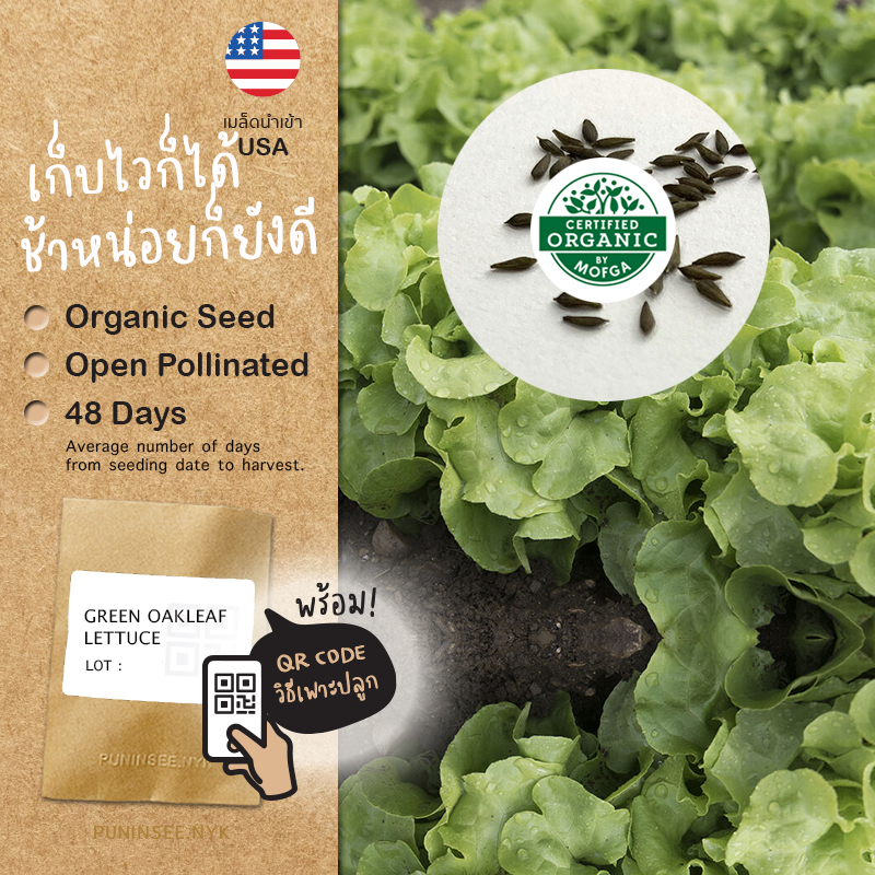เมล็ดผักนำเข้า กรีนโอ๊ค Green Oakleaf (Organic Seed) Lettuce Salad ผักสลัด ปันอินทรีย์