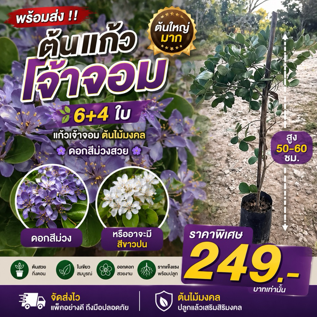 ( พร้อมส่ง ‼️ ) ต้นแก้วจ้าวจอม 6+4 🌳 ต้นใหญ่มาก สูง 50-60 ซม แก้วเจ้าจอม ต้นไม้มงคล ดอกสีม่วงสวย 🪻