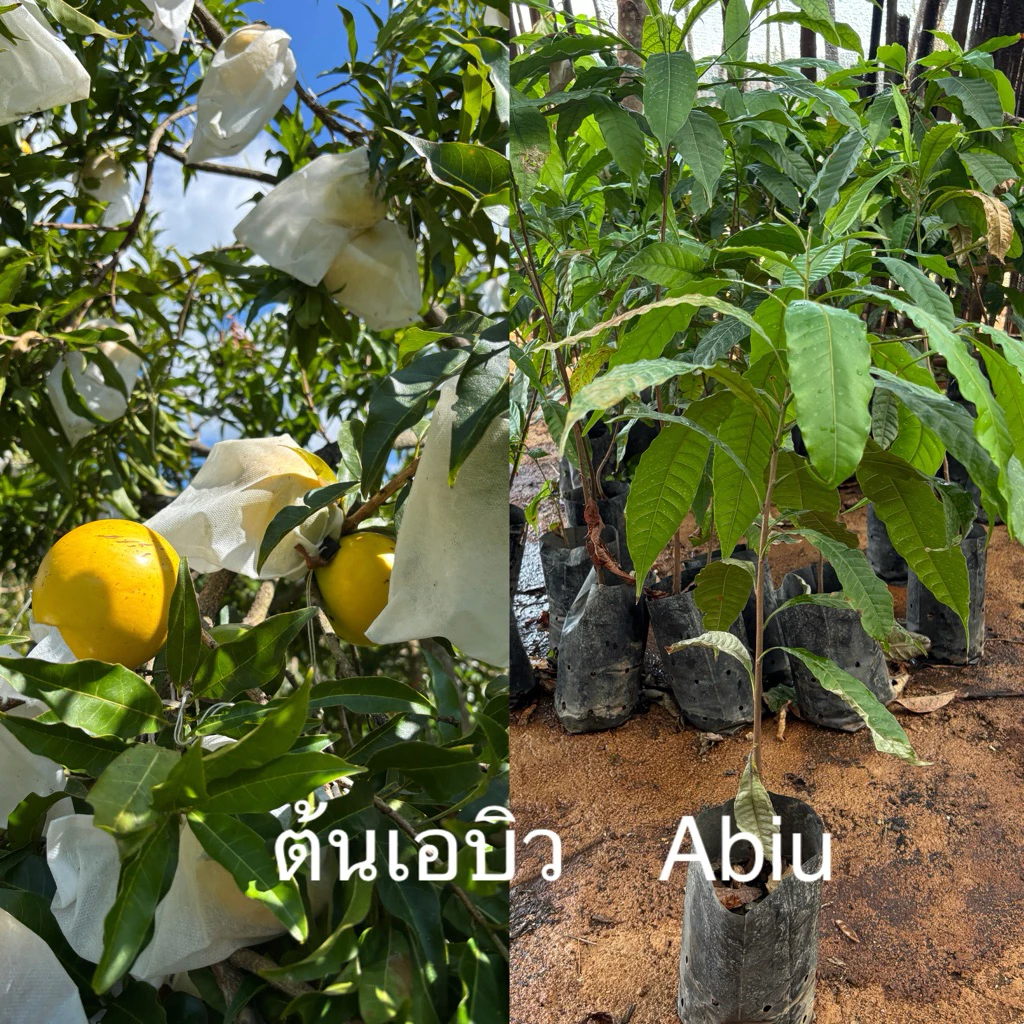 (ต้นเอบิว สูง 100-120cm. 1ต้น 199บาท )Abiu ต้นกล้า เอบิว ผลไม้ทองคำ ต้นเพาะเมล็ด จำนวนพันธ์ใต้หวัน ออกผลผลิตภายใน2-3ปี