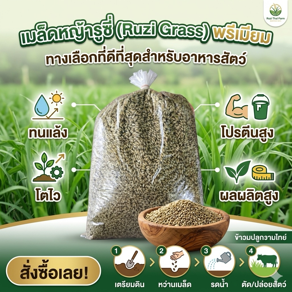เมล็ดพันธุ์หญ้ารูซี่ [แบ่งขายถุง  1กก.]#ล็อตใหม่