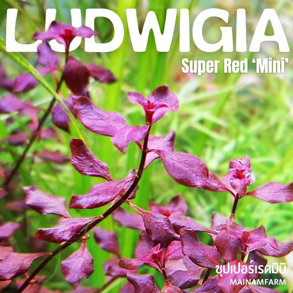 🌿 ลัดวิเจีย ซุปเปอร์เรด มินิ (ใบบก) - ไม้น้ำสีแดงเลี้ยงง่าย (Ludwigia Super Red Mini) 🌿
