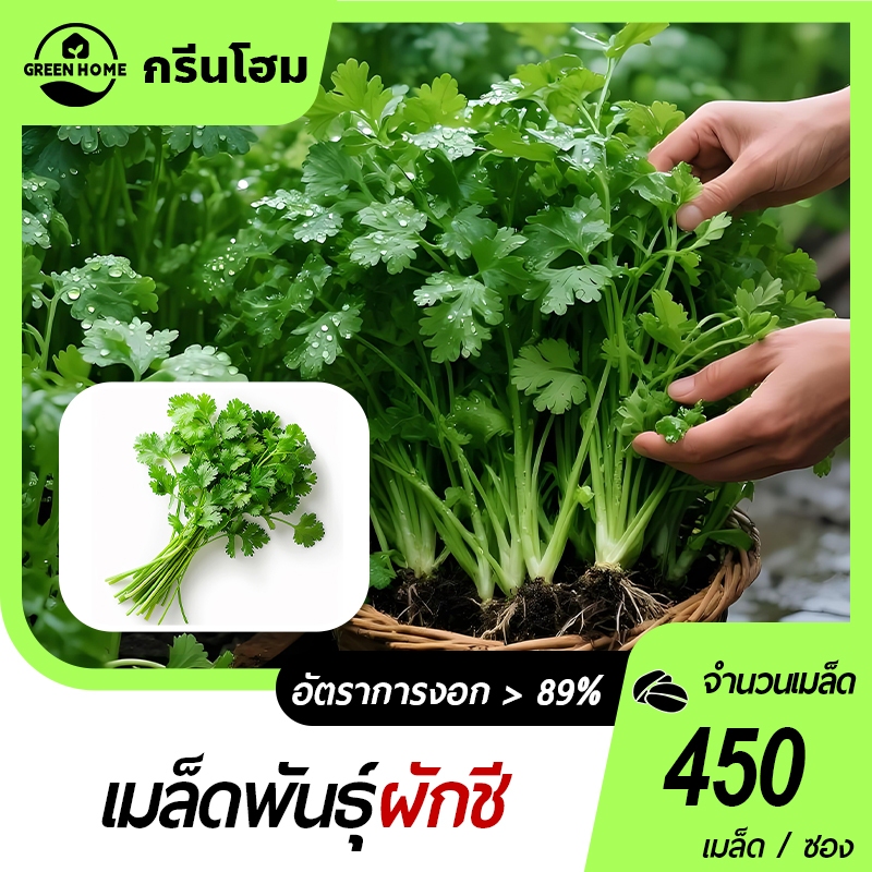 ผักชีจีน🎯เมล็ดพันธุ์ผักชีจีน 450 เมล็ด🎈งอกง่าย🌱ใบใหญ่☘️พุ่มใหญ่ยักษ์🌱ใบดกมาก