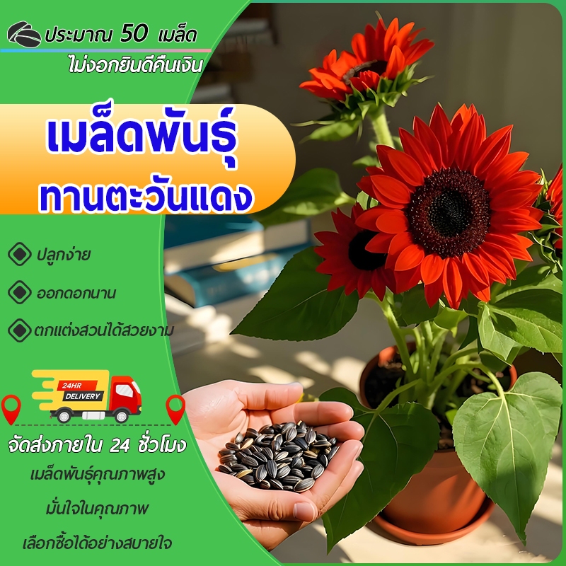 50เมล็ด เมล็ดพันธุ์ ทานตะวันสีแดง ทานตะวัน Velvet Queen Sunflower Seed คุณภาพดี ราคาถูก ของแท้ – โปรปัง