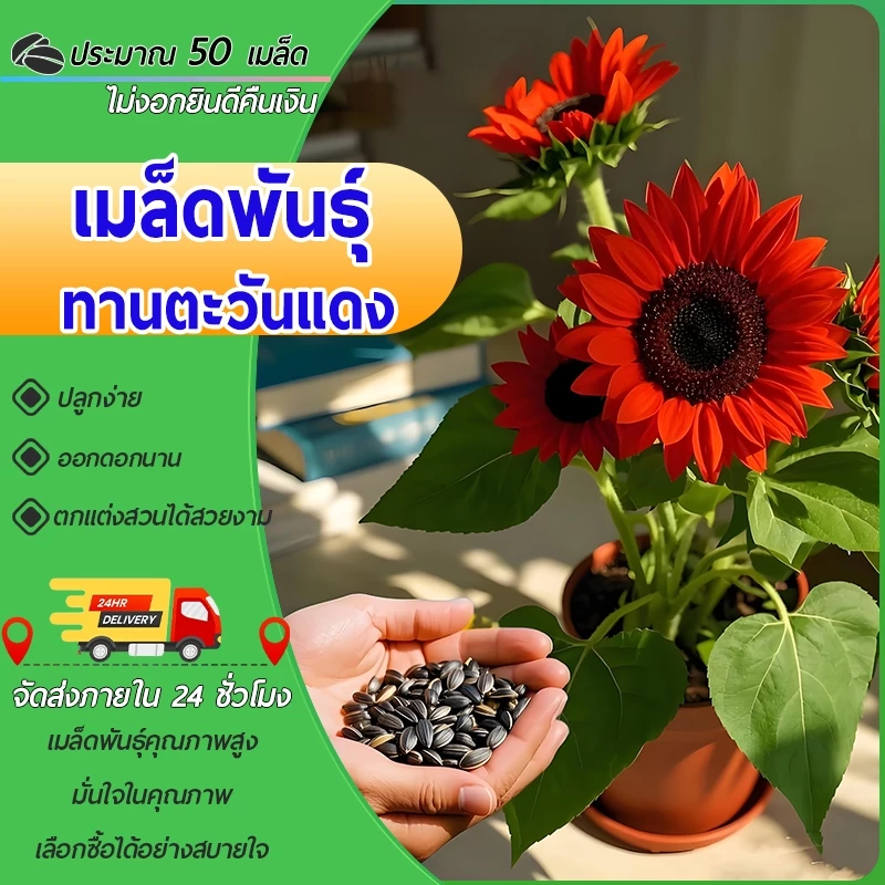 50เมล็ด เมล็ดพันธุ์ ทานตะวันสีแดง ทานตะวัน Velvet Queen Sunflower Seed คุณภาพดี ราคาถูก ของแท้