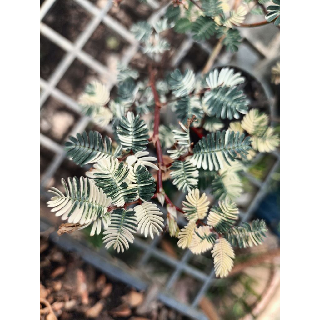 ผักกระฉูดด่างหรือผักกระเฉดบกด่าง(Neptunia javanica Miq. Variegated)