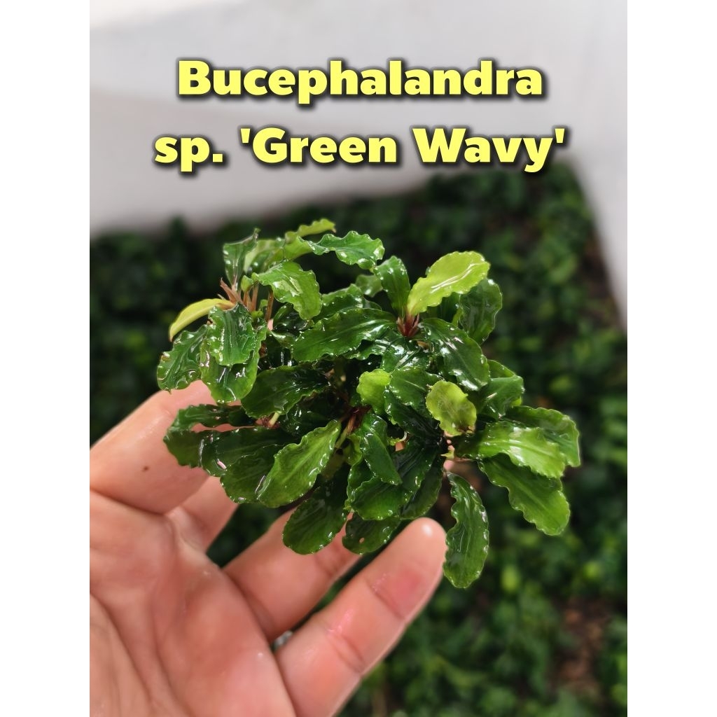Bucephalandra Green Wavy (บูเซปเขียว) บูเซปกรีนวาวี่ พันก้อนหิน นำไปวางเลี้ยงต่อได้เลย