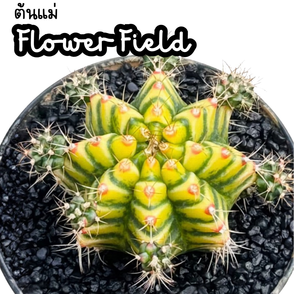 🌸G.Flower Field ยิมโนฟลาวเวอร์ฟิลด์ ไม้ชำหน่อ🌸ต้นแม่ไม้รากรับตรงจากกระท่อมลุงจรณ์