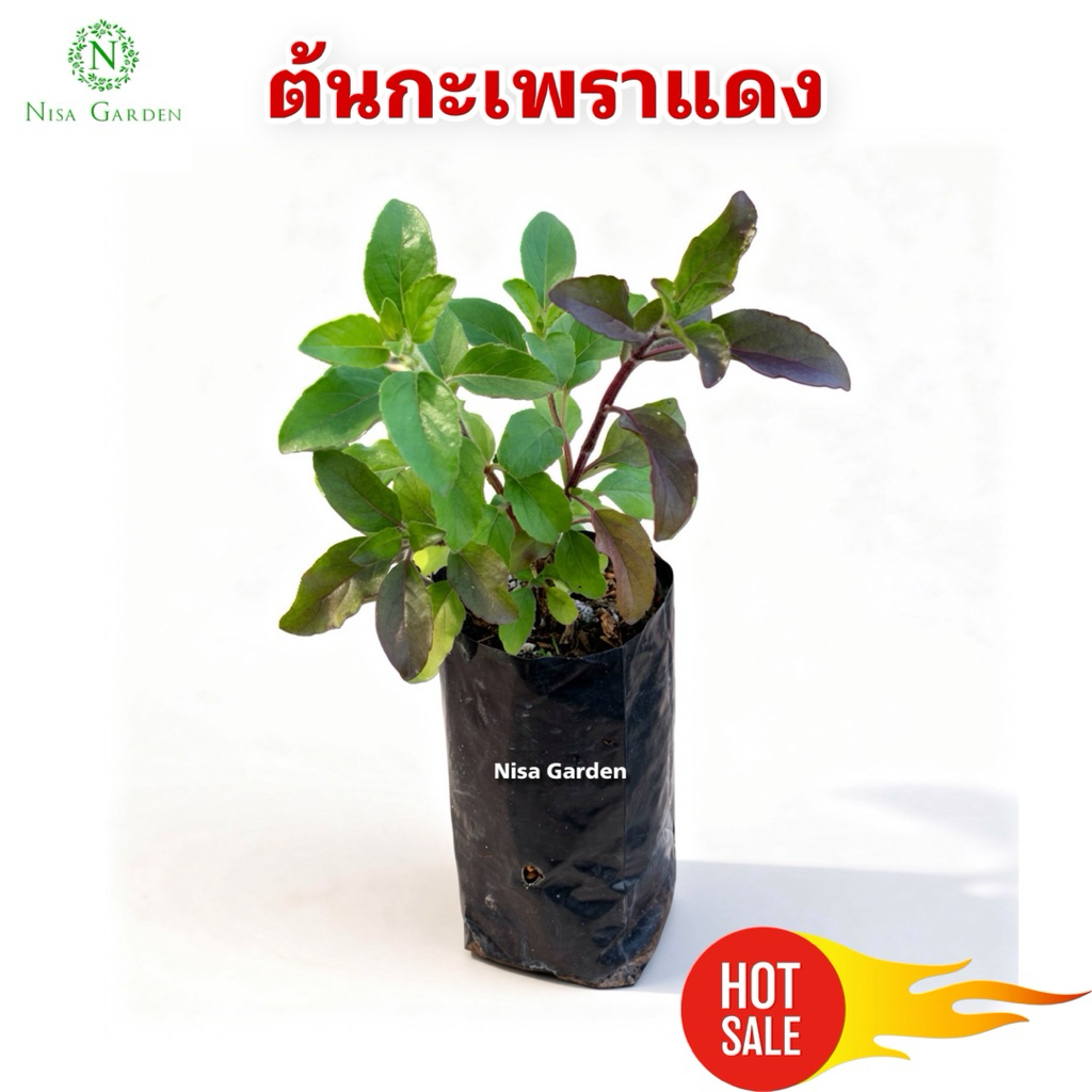 Nisa Garden ต้นกะเพราแดง ต้นแข็งแรง พร้อมปลูก ส่งพร้อมถุงดำ 2 นิ้ว